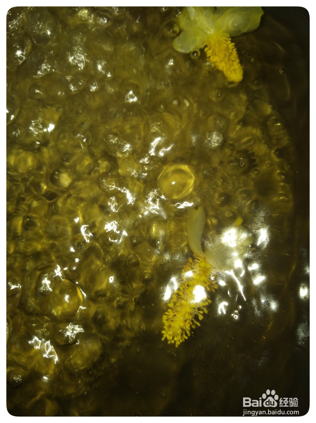 鱼腥草花草茶喝过吗