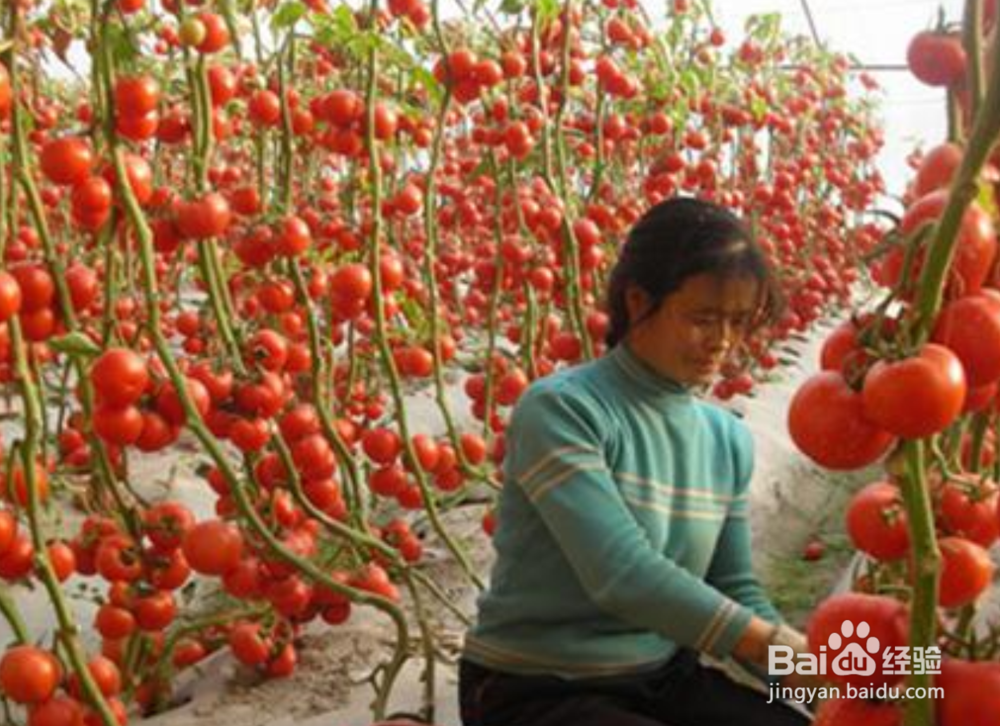 去乡下采摘注意什么