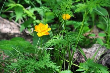 怎样让金莲花常年开花?