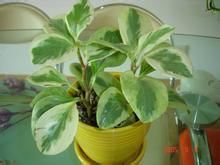 咖啡的11个独特用处