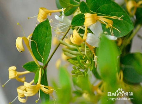 复发性口腔溃疡怎么好得快？金银花的药用价值