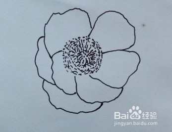 花卉水彩画——虞美人