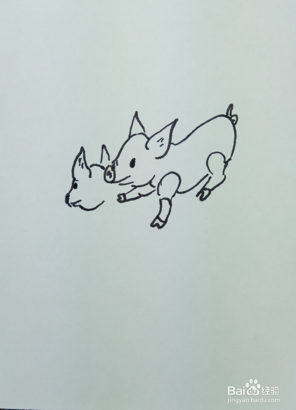 怎样画简笔画“爱嬉戏玩耍的小猪”