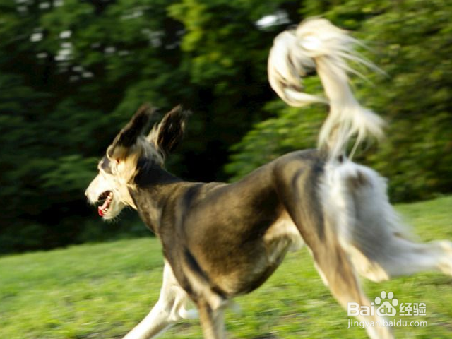 狗狗吃多了甜食好吗？