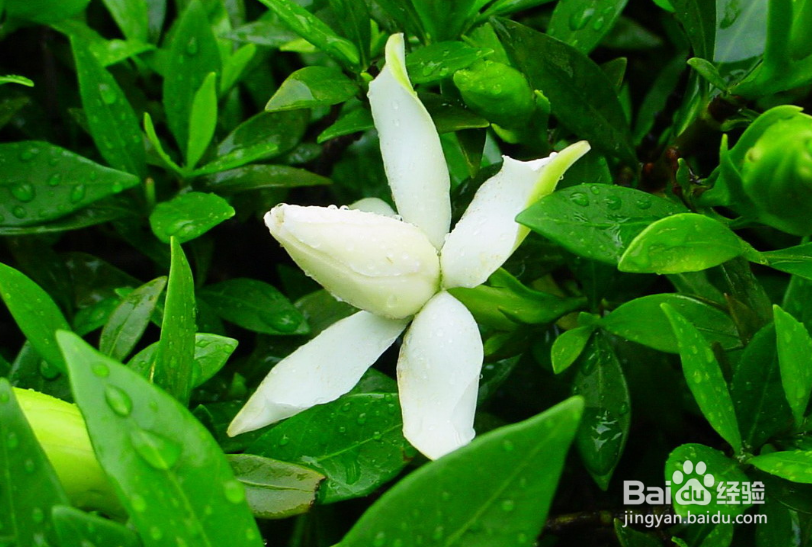 栀子花的养殖方法和注意事项