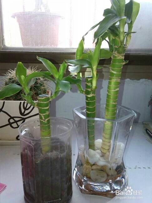 冬天怎样养富贵竹