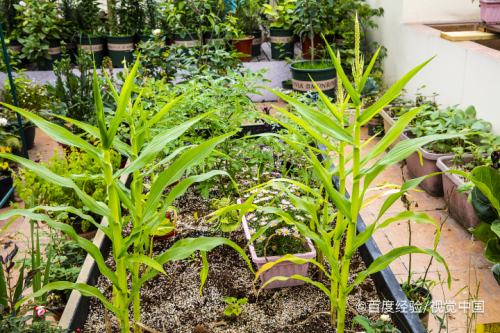 陽臺種植蔬菜的技術和方法