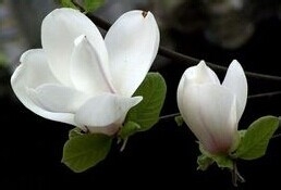 华东各省的省花的作用与价值