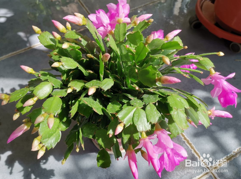 如何养护好蟹爪兰？