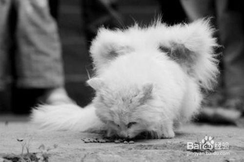 新手如何养猫？