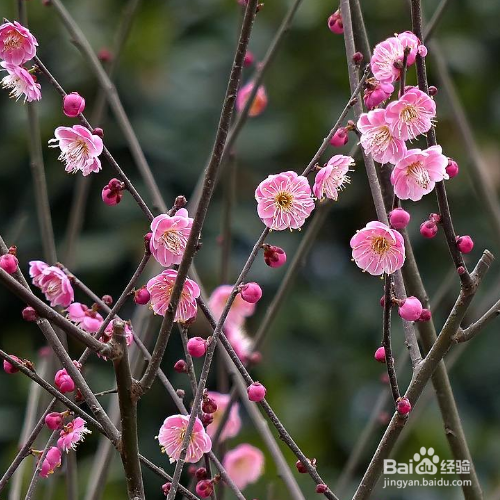 红梅花的养殖方法有哪些？