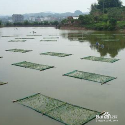 池塘养鱼的方法和技巧