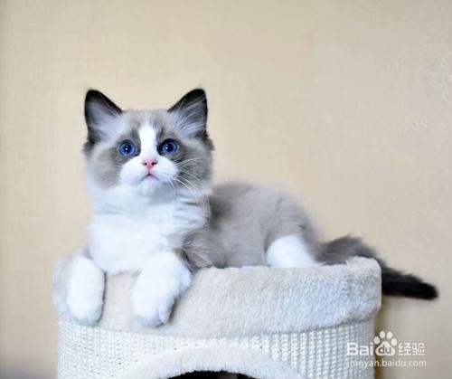 布偶猫为什么不能养,到底应该怎么养-千亿宠物