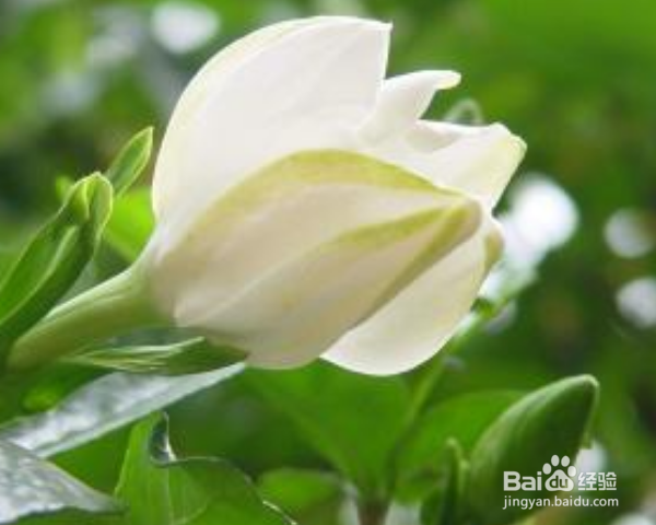 栀子花怎么养殖?