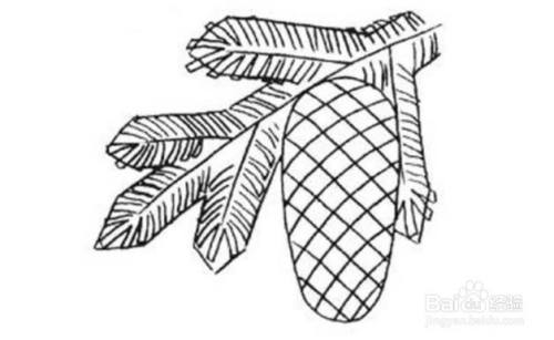 如何简单画松果