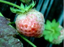 草莓白粉病该怎么治?