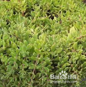 垂盆草怎么样养才能爆盆