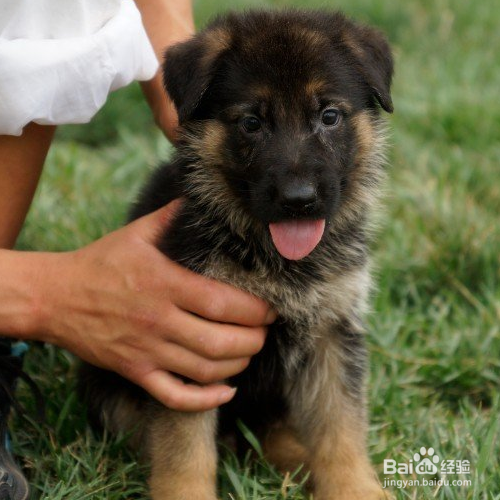 德牧幼犬喂养技巧