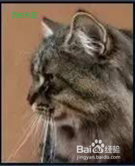 如何分辨缅因猫和西伯利亚森林猫