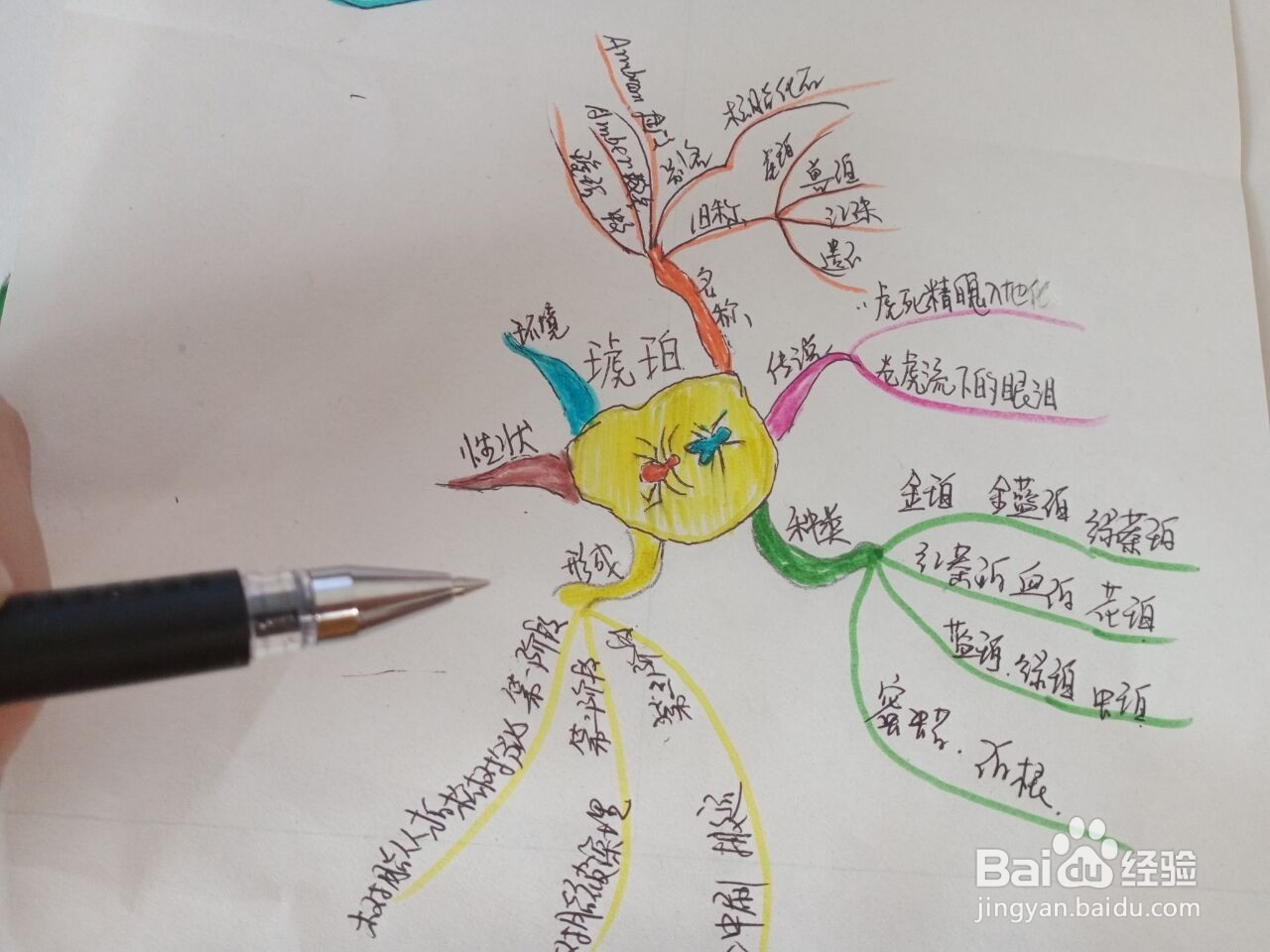 琥珀课文思维导图图片