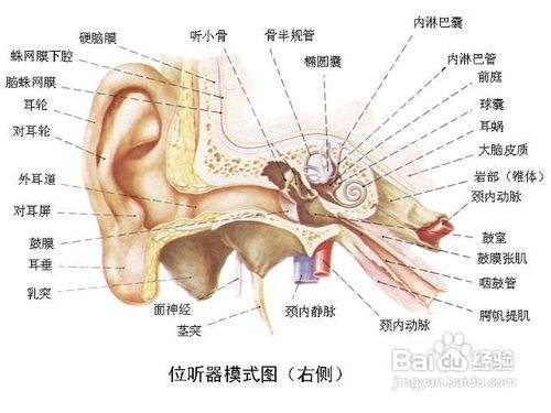 耳朵痛可能的原因和处理方法 百度经验 耳朵痛可能的原因和处理方法 百度经验