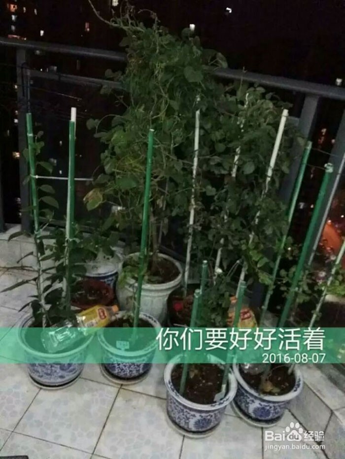 出差后自动浇花出门自动浇灌滴水花草保命方法