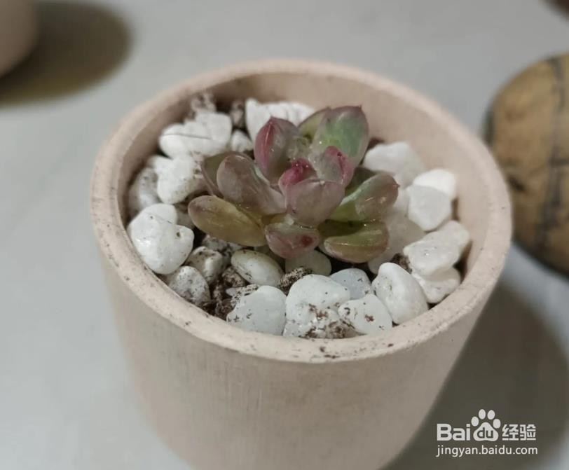 新手养多肉植物的步骤