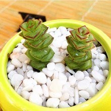 多肉植物钱串怎么养