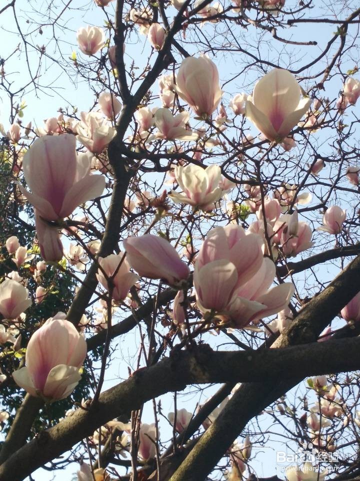 大学生论文流程