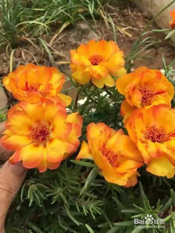 养花别乱换盆，否则黄叶枯萎不开花，越长越差