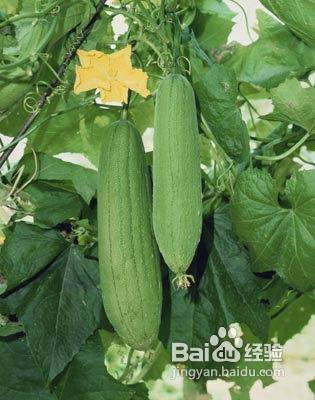 只吃天然蔬果快速抗衰老！