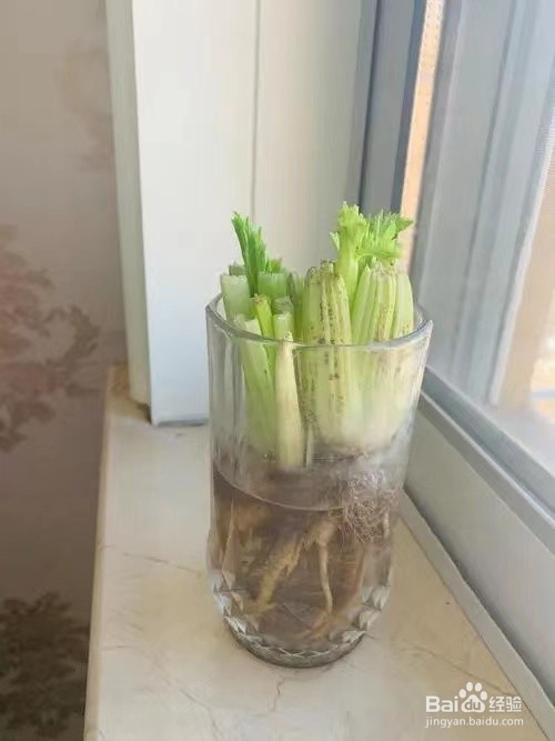 西芹怎么保存