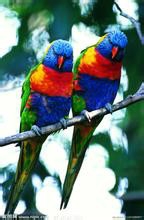 鸟类在繁殖期间有哪些奇特习性?