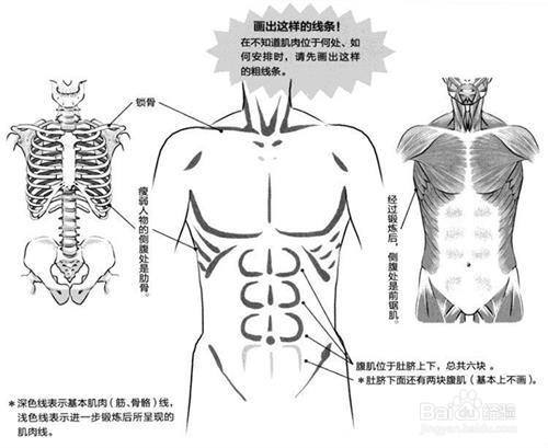 人體繪畫中人體軀幹怎麼畫?