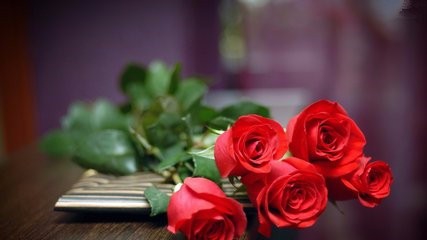 玫瑰有哪儿些品种类型