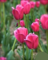 郁金香开完花后怎么处理