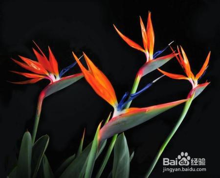 就知道用绿萝吸甲醛,这几种植物净化空气比绿萝好几倍!