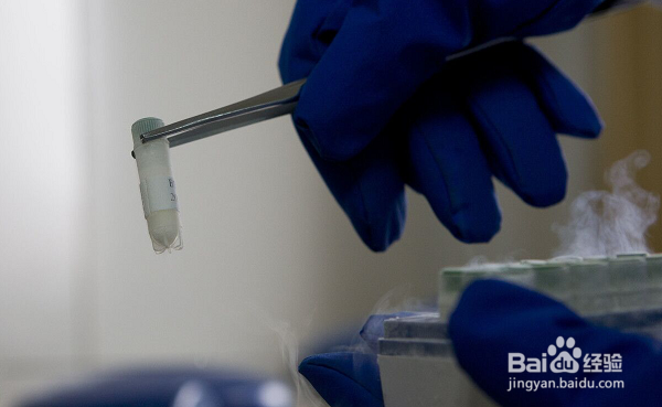 冷冻过的精子会让试管婴儿的妊娠率下降吗？