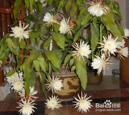 6种专门挑晚上开的花，除了夜来香，你还知道几种？