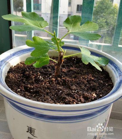 路边剪个枝，插土里就活，1年结果200个