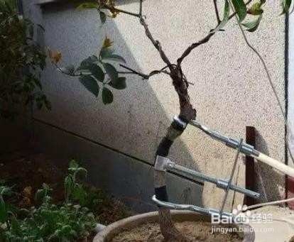 插花枝条弯曲的方法