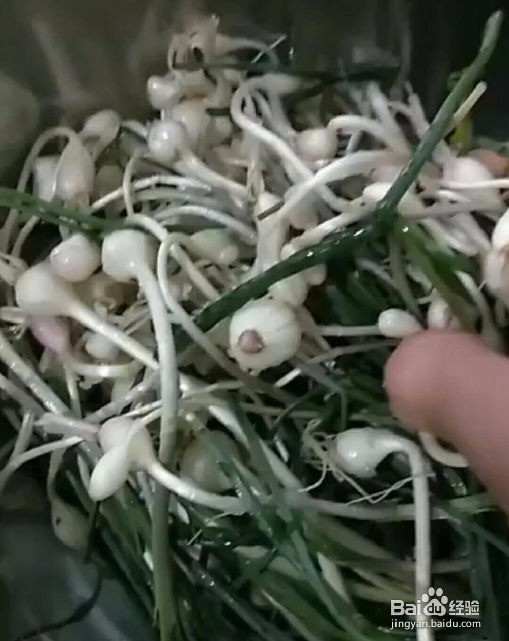 野生小根蒜做法