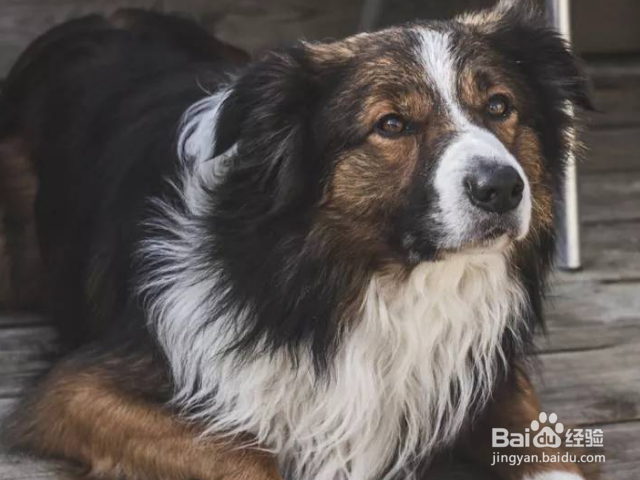 怎么轻松打造高颜值汪星人？