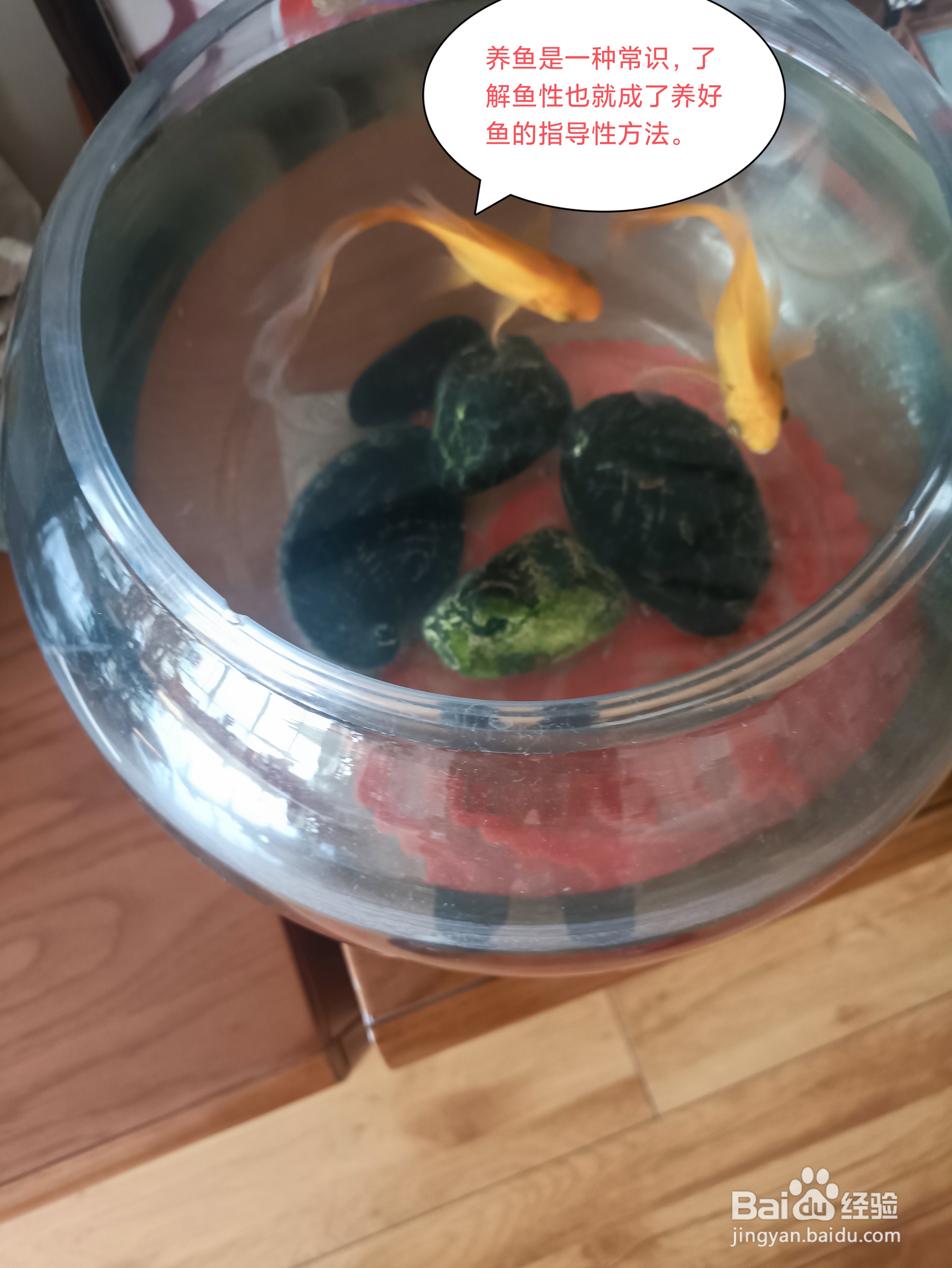 怎样养鱼好