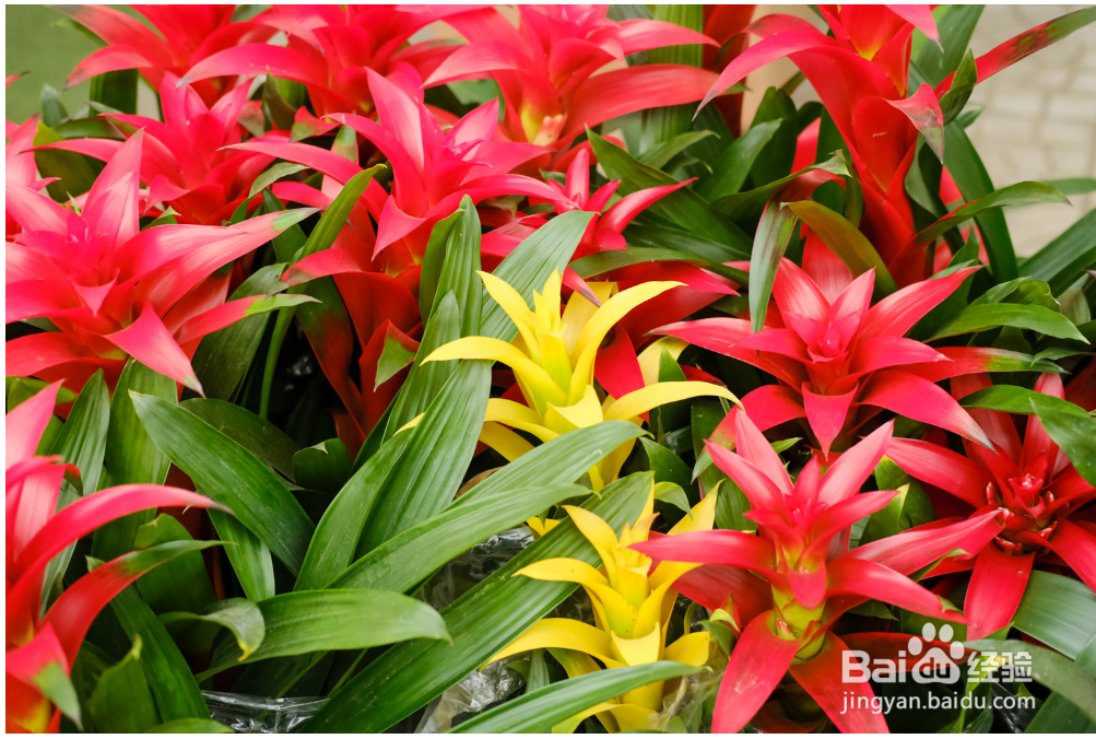 鸿运当头怎样养才能养得好