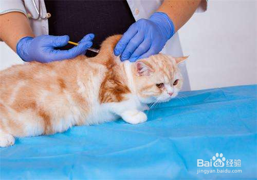猫咪在什么情况下不要洗澡