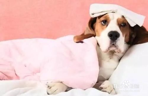 养宠物应长备哪几种药物