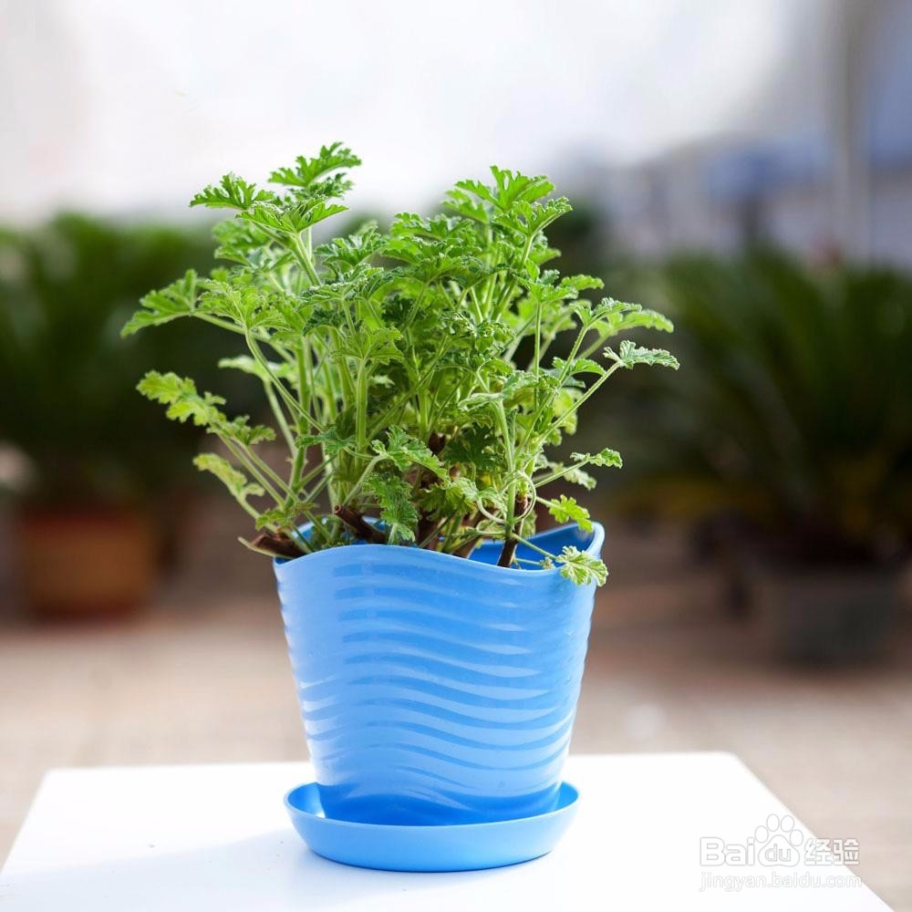 卧室适合养什么花或植物?卧室植物选择注意事项