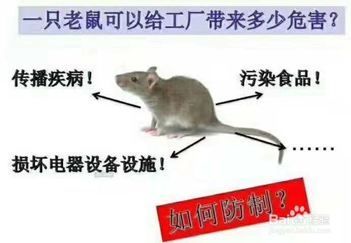 老鼠对人类有哪些危害