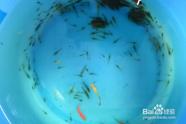 新手养鱼怎么给鱼换水？